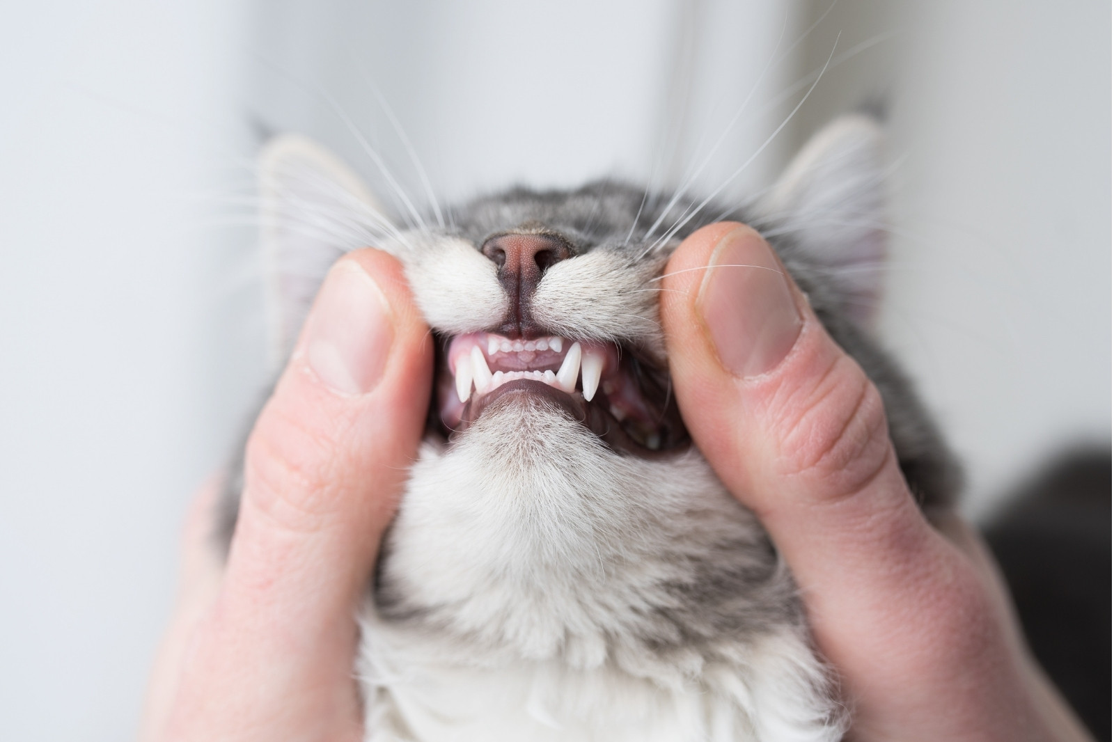 Human Teeth vs. Animal Teeth